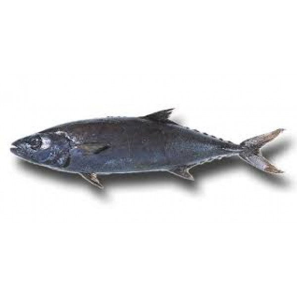 BUTTERFISH LOINS 27KG PREMIUM 25 Kg/bax de la Groenlanda Shop